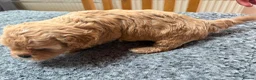 Mixed Breed dogs for sale: Cookie - Advert 14