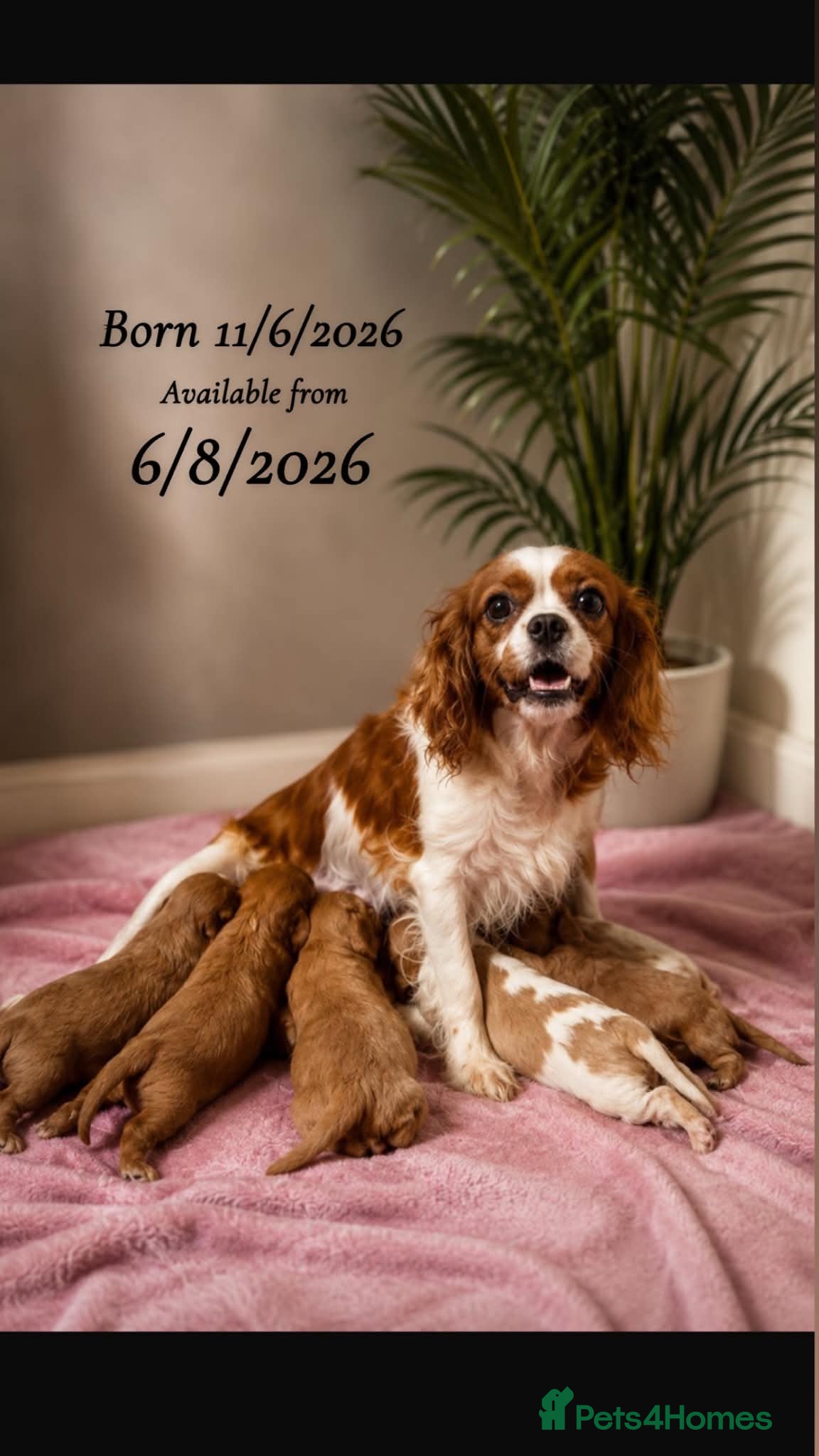 Cavalier King Charles Spaniel dogs King Charles cavalier puppy’s 11/6/26 D.O.B - Advert 3