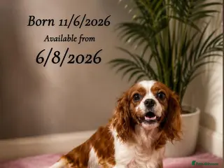 Cavalier King Charles Spaniel dogs King Charles cavalier puppy’s 11/6/26 D.O.B - Advert 14
