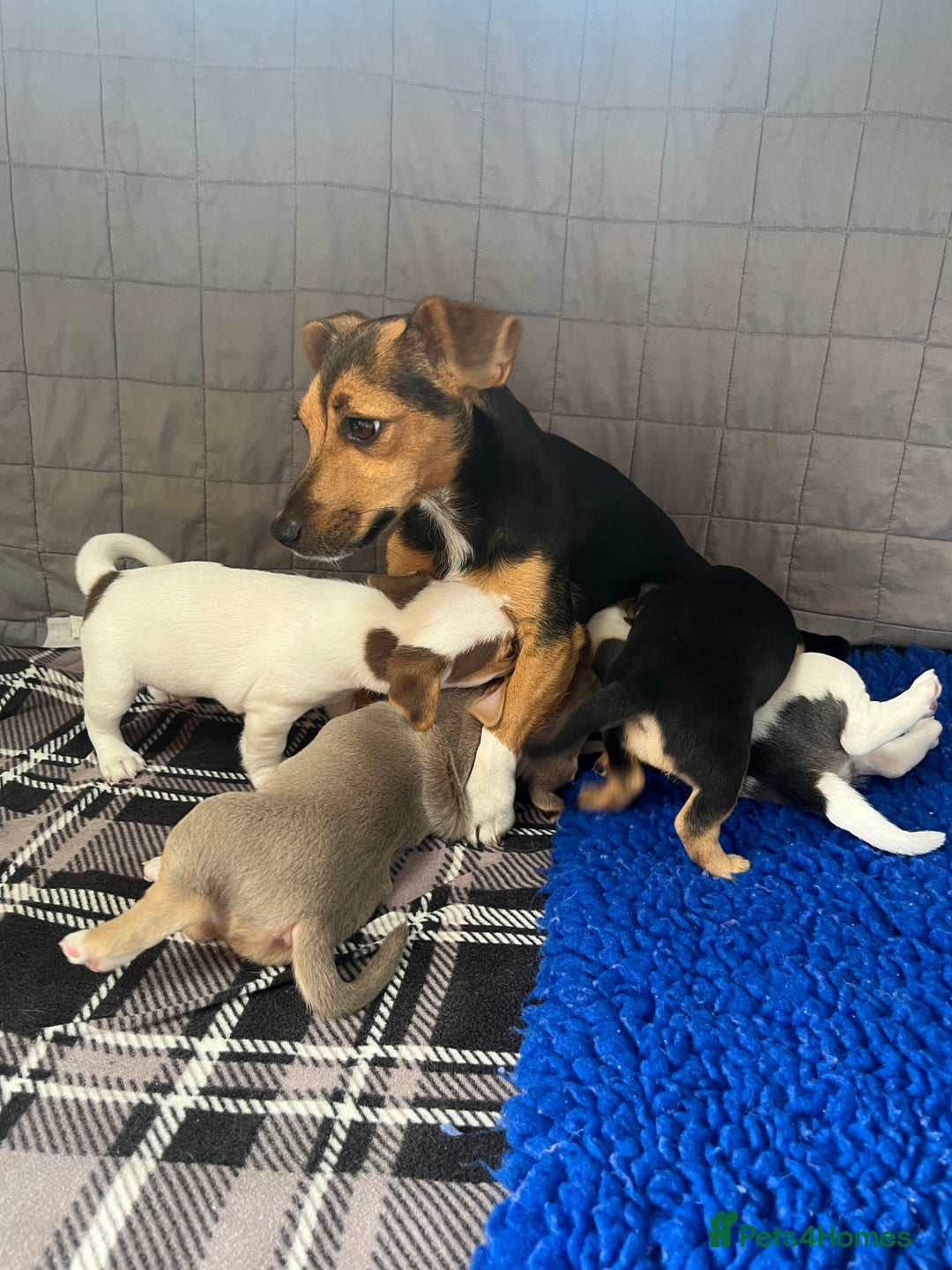 Jack Russell dogs for sale: Miniature Jack Russel puppies  - Image 8