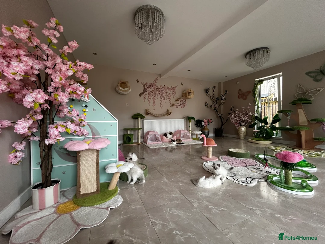 Ragdoll cats for sale: Beautiful Ragdoll kittens from Champion lines - Advert 19