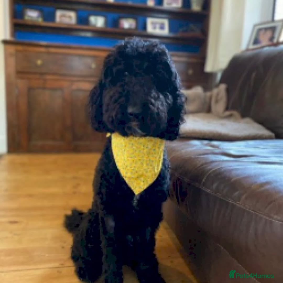 Cockapoo dogs for sale: 📍Gorgeous F3 Cockapoo Puppies – 5⭐ Homes Only - Advert 6