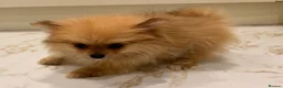 Pomeranian dogs for sale: 2 beautiful Pomeranian puppies - Advert 15