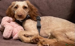 Cockapoo dogs for sale: Special girl looking for loving home  - Image 1