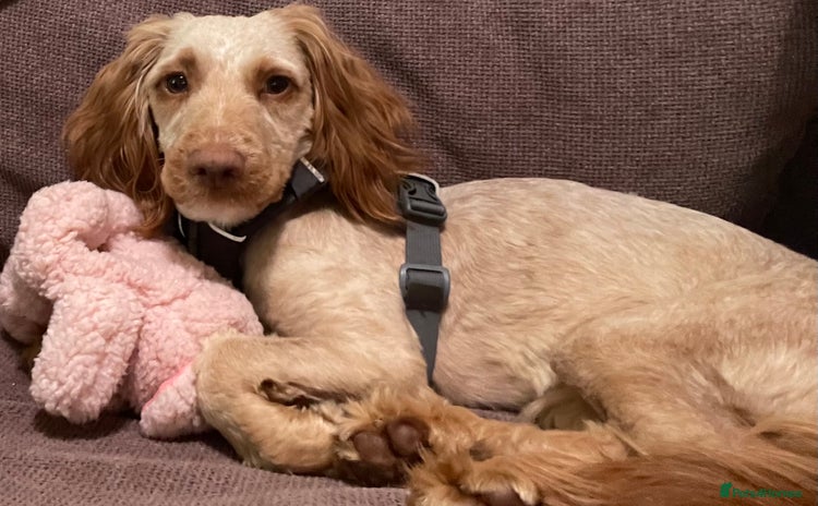 Cockapoo dogs - Advert 3