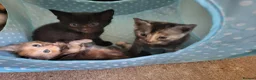 Mixed Breed cats for sale: 3 month old kittens ready for new homes in Gosport - Advert 2