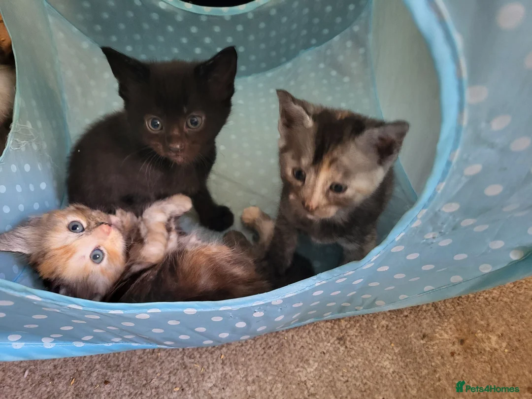 Mixed Breed cats for sale: 3 month old kittens ready for new homes in Gosport - Advert 2