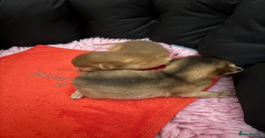 Abyssinian cats Two Abyssinian kittens !!! - Advert 7