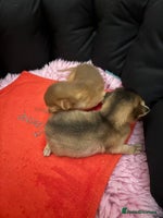 Abyssinian cats Two Abyssinian kittens !!! - Advert 3