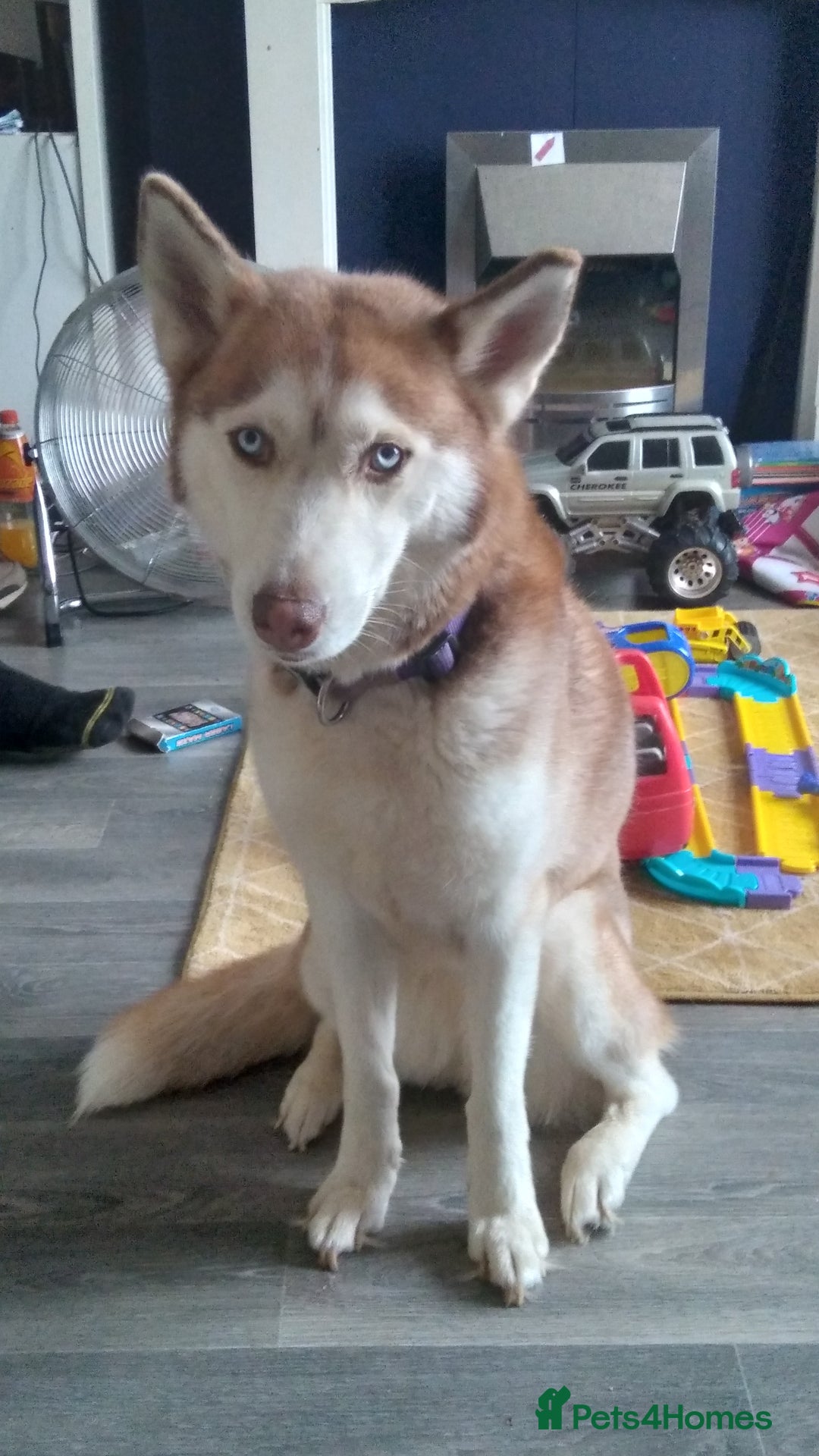 Siberian Husky dogs for sale: Female siberian husky - Advert 1
