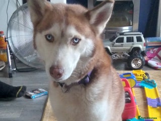 Siberian Husky dogs Female siberian husky - Advert 1