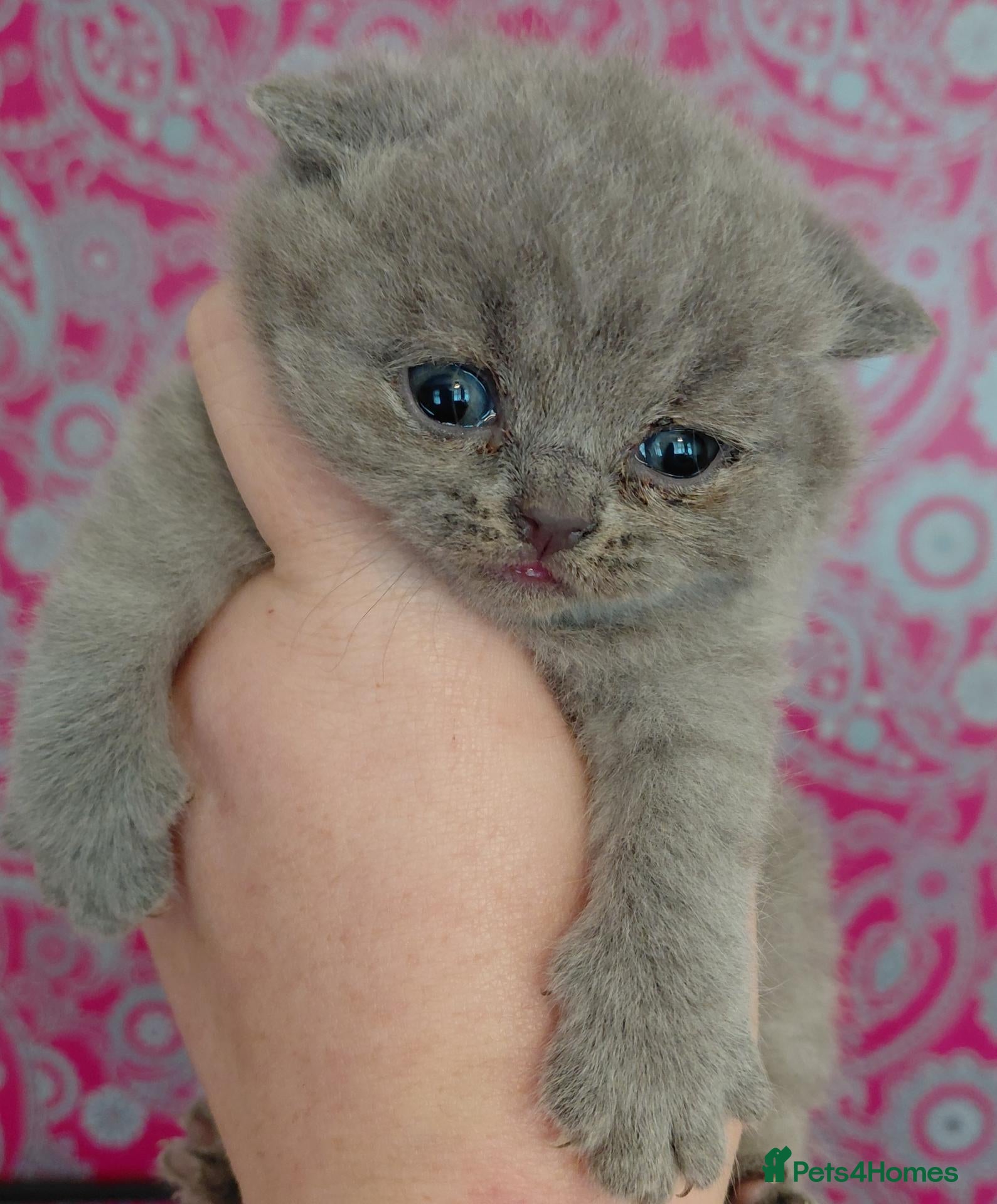 British Shorthair cats 5* GCCF British Shorthair Kittens  - Advert 2
