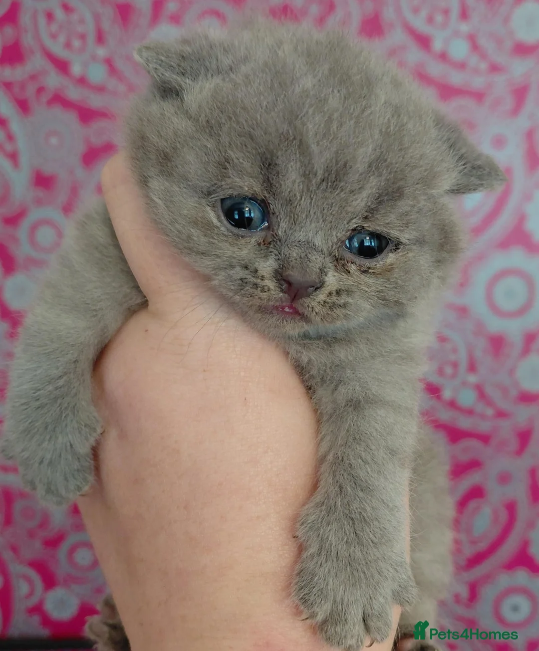 British Shorthair cats for sale: 5* GCCF British Shorthair Kittens  - Advert 2