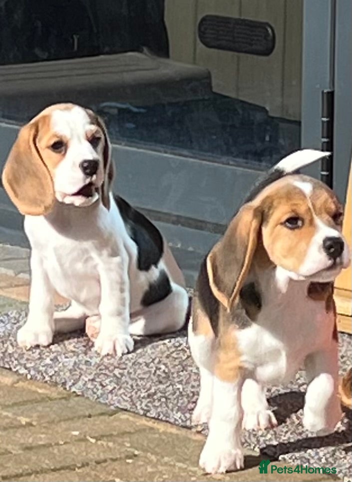 Beagle dogs Beagle puppies READY NOW  - Advert 1