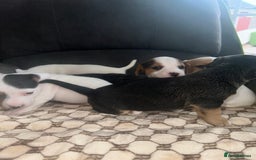 Mixed Breed dogs for sale: I have six beautiful jack dash for sale  - Image 12