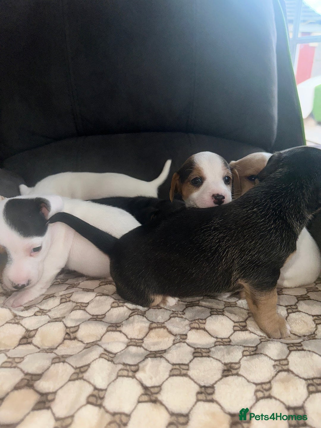 Mixed Breed dogs for sale: I have six beautiful jack dash for sale  - Image 12