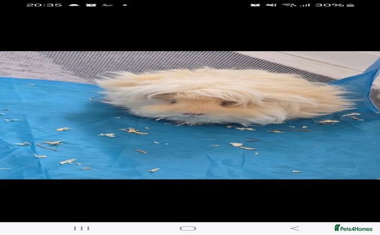 Guinea Pig rodents - Advert 5