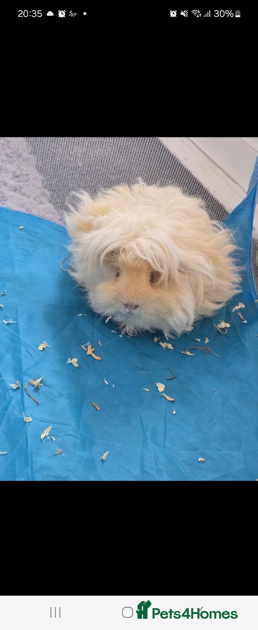 Guinea Pig rodents for sale: Lunkyara boar guinea pigs - Image 1