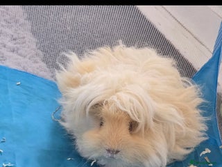 Guinea Pig rodents - Advert 18