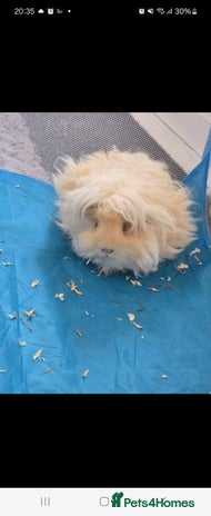 Guinea Pig rodents - Advert 3