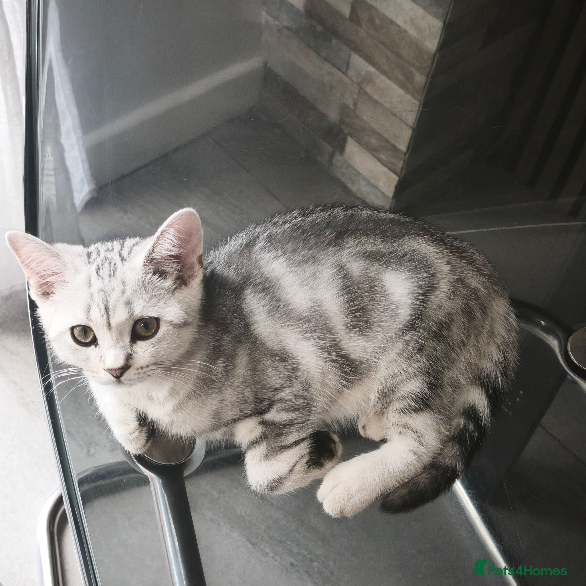 Scottish Fold cats Last Scottish Straight Silver Tabby Boy Available - Advert 2