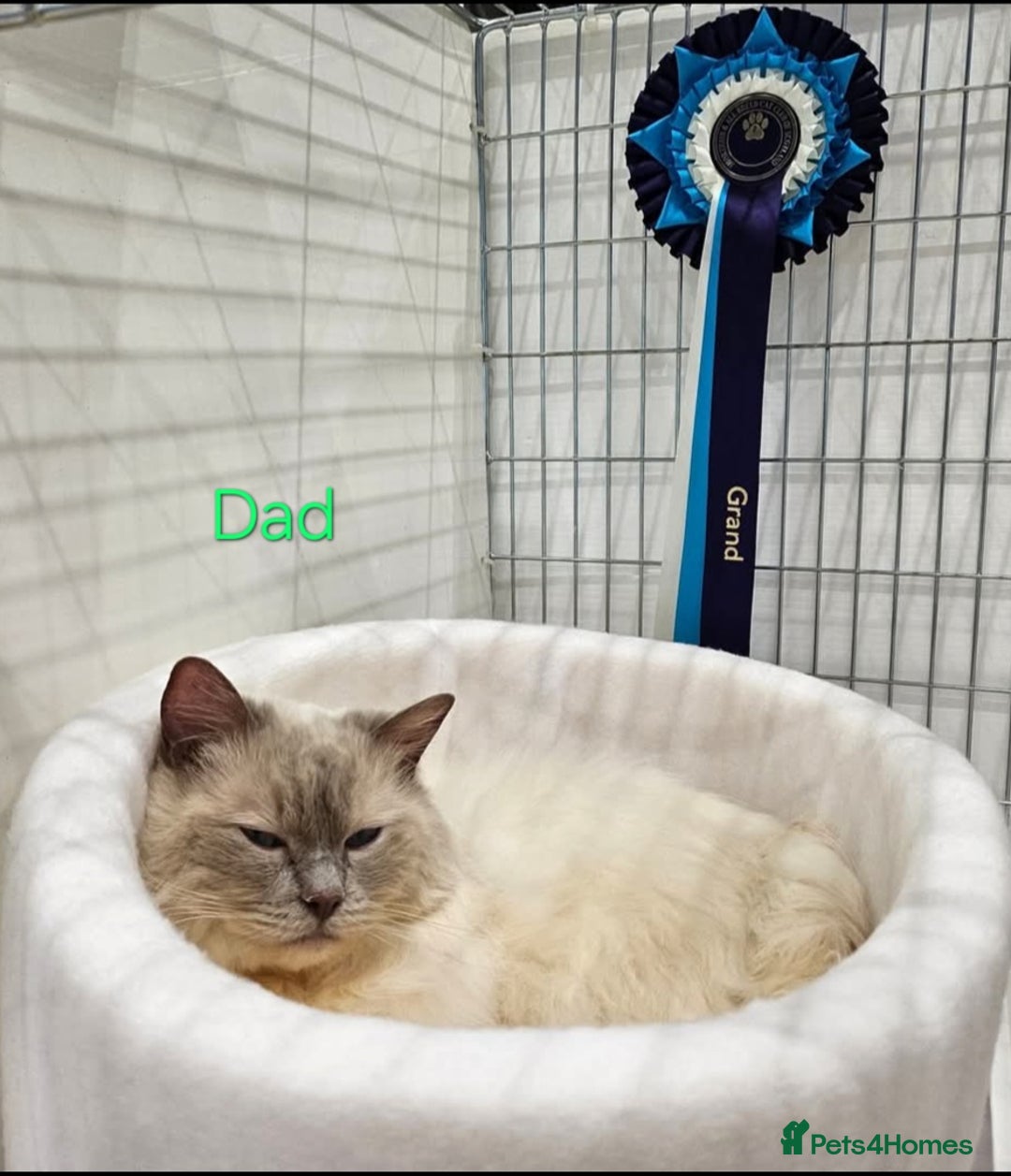 Ragdoll cats for sale: GCCF Registered Pedigree Lilac Point Ragdolls in Dundee - Image 12