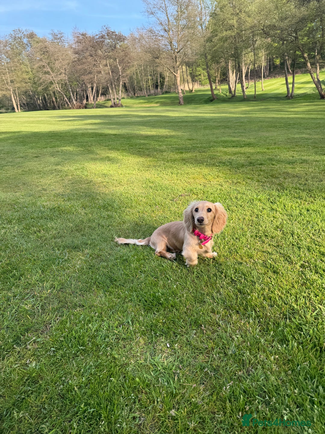 Miniature Dachshund dogs for sale: Cream KC reg miniature dachshund - Advert 5