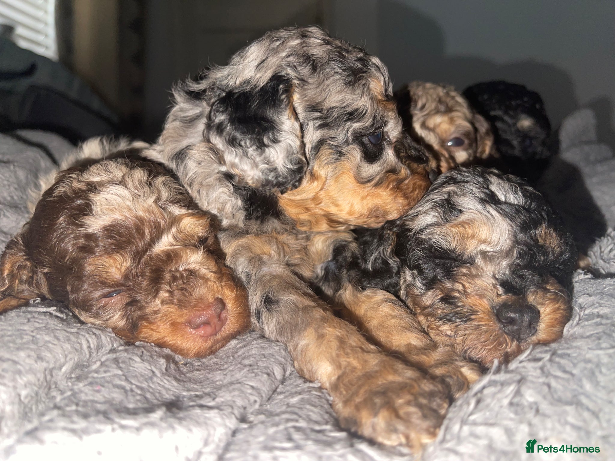 Cockapoo dogs Cockapoo puppies  - Advert 1