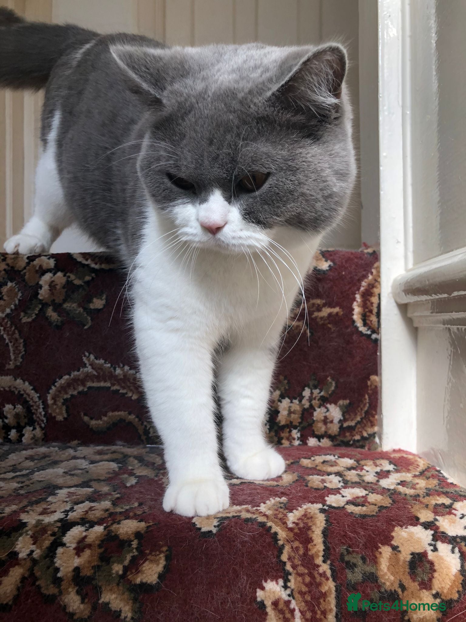 British Shorthair cats Indoor BSH male cat for sale (5yrs old) - Advert 3