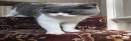 British Shorthair cats for sale: Indoor BSH male cat for sale (5yrs old) - Advert 1