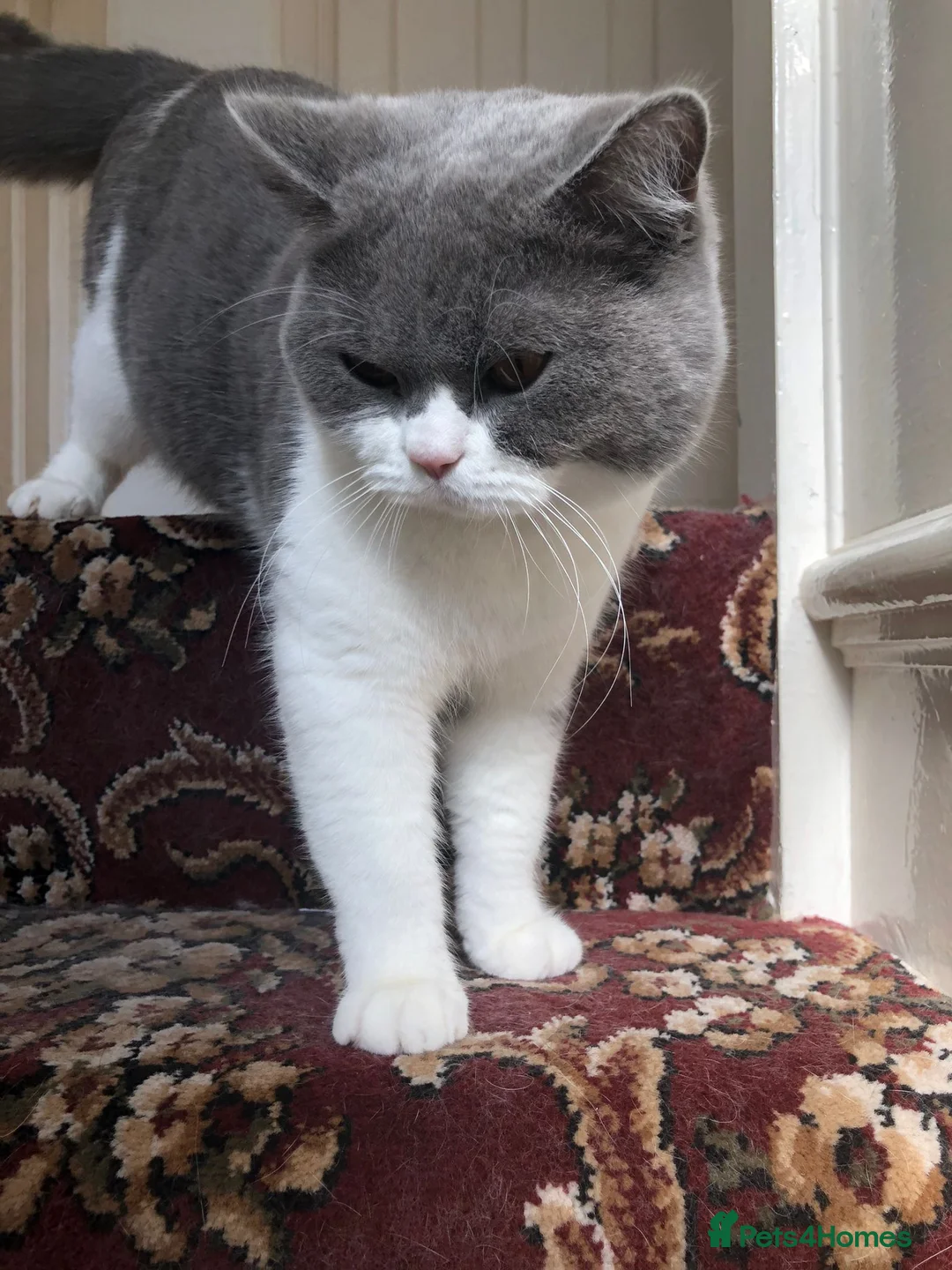 British Shorthair cats for sale: Indoor BSH male cat for sale (5yrs old) - Advert 1