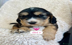 Cocker Spaniel dogs for sale: 🐾 Adorable Cocker Spaniel Puppies for Sale! 🐾  - Image 4
