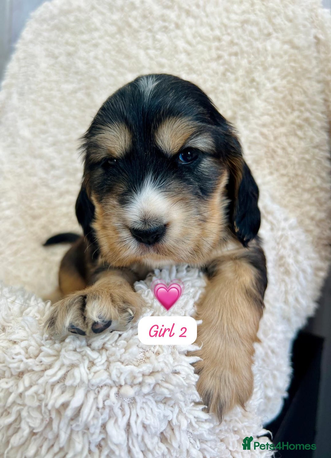 Cocker Spaniel dogs for sale: 🐾 Adorable Cocker Spaniel Puppies for Sale! 🐾  - Image 4
