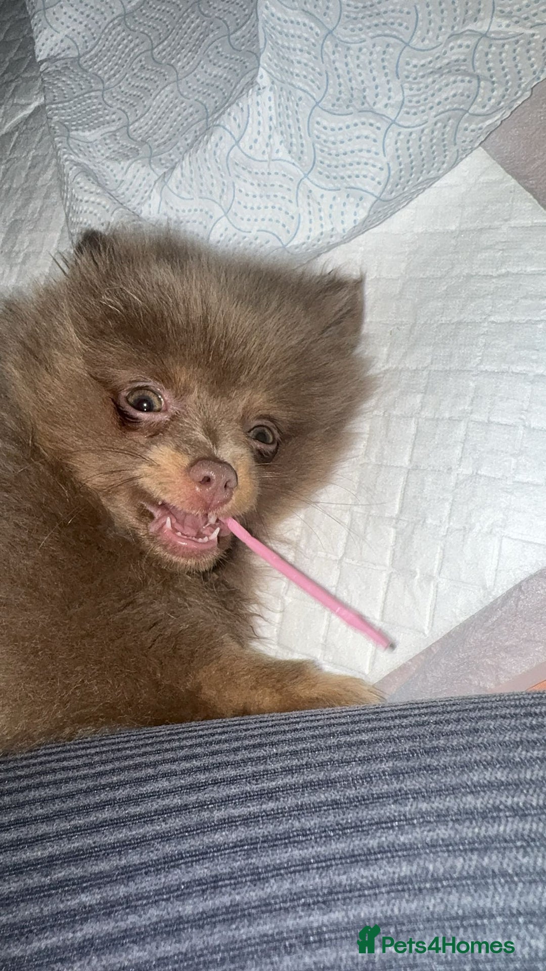 Pomeranian dogs for sale: Nala. - Image 1