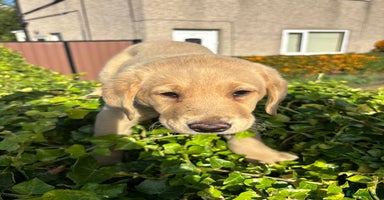 Labrador Retriever dogs - Advert 7