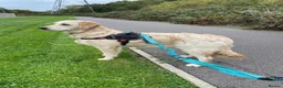 Mixed Breed dogs for sale: Mini golden retrievers ( DAKOTA SPORT RETRIEVERS)  - Advert 3