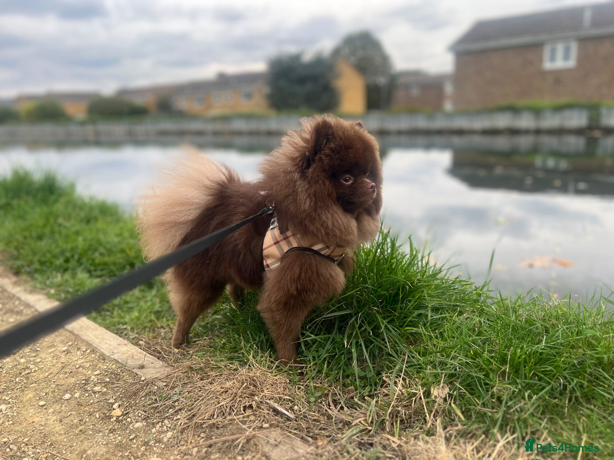 Pomeranian dogs KC registered Chocolate Pomeranian for Stud - Advert 9