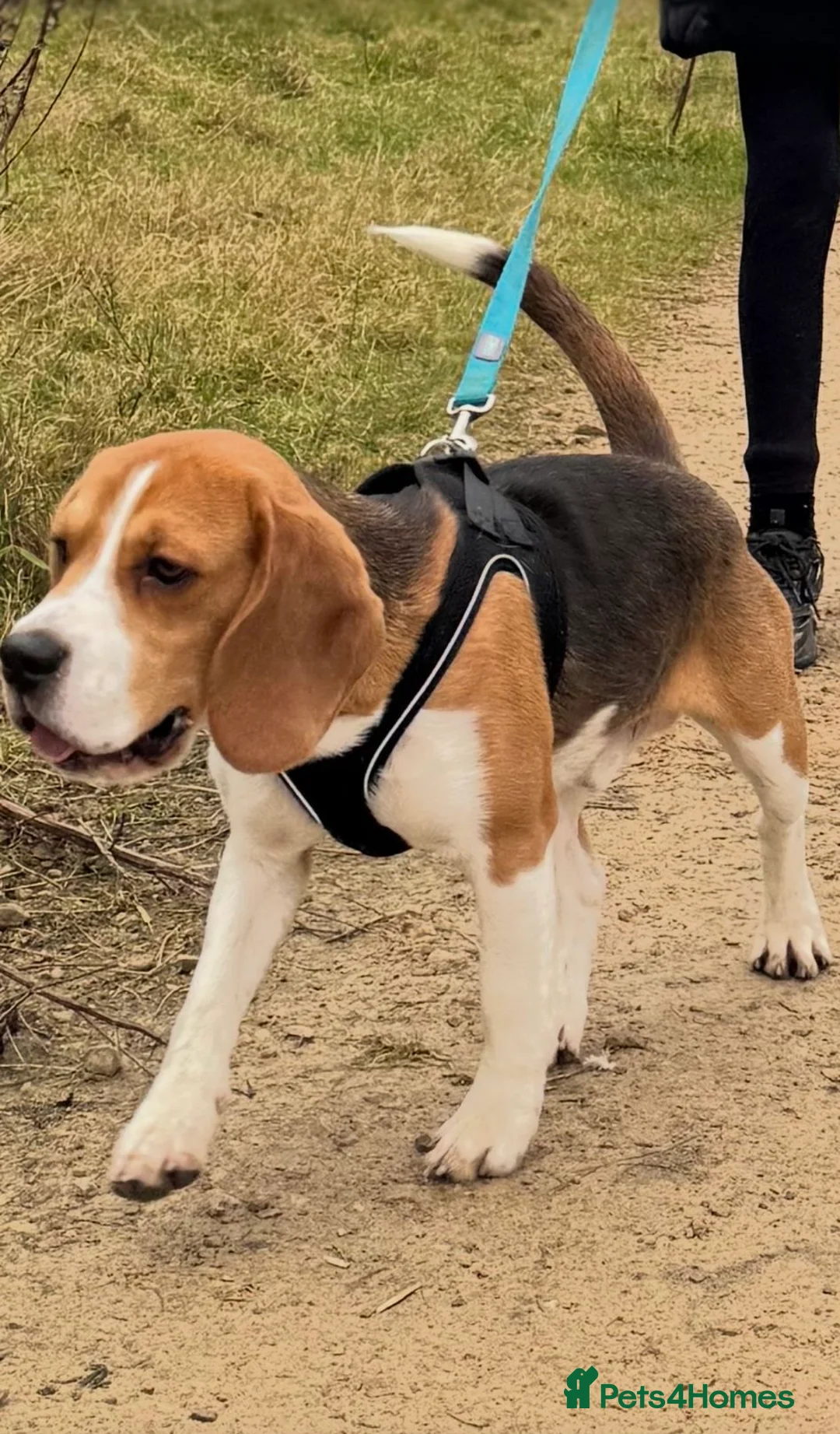 Beagle dogs for stud: Goku Beagle for stud in Sutton-in-Ashfield - Advert 4