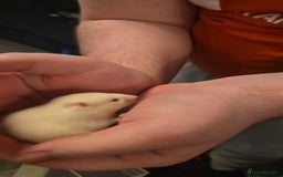 Hamster rodents for sale: Baby syrian hamsters  - Image 10