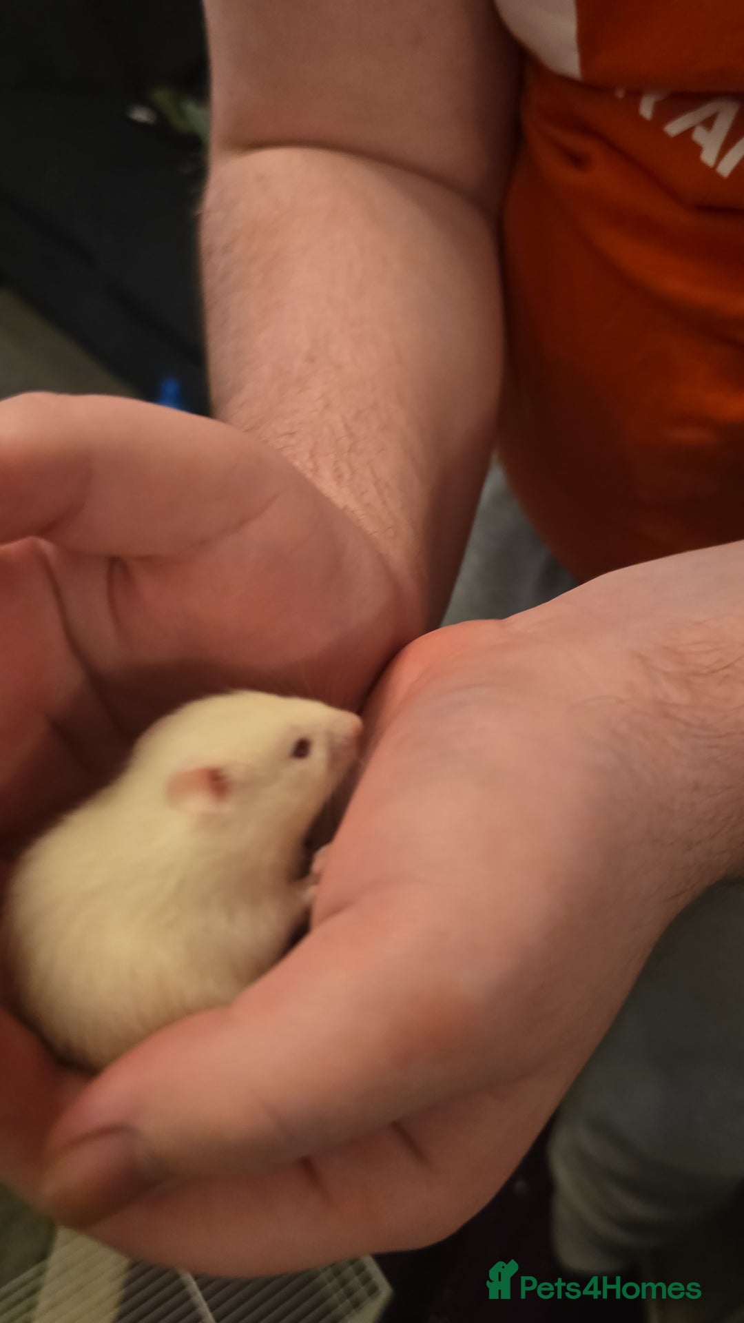 Hamster rodents for sale: Baby syrian hamsters  - Image 10