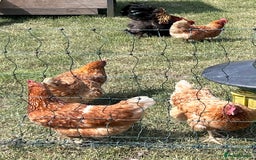 Chickens poultry for sale: Hens for sale Light Brahma and Warrens - Image 2