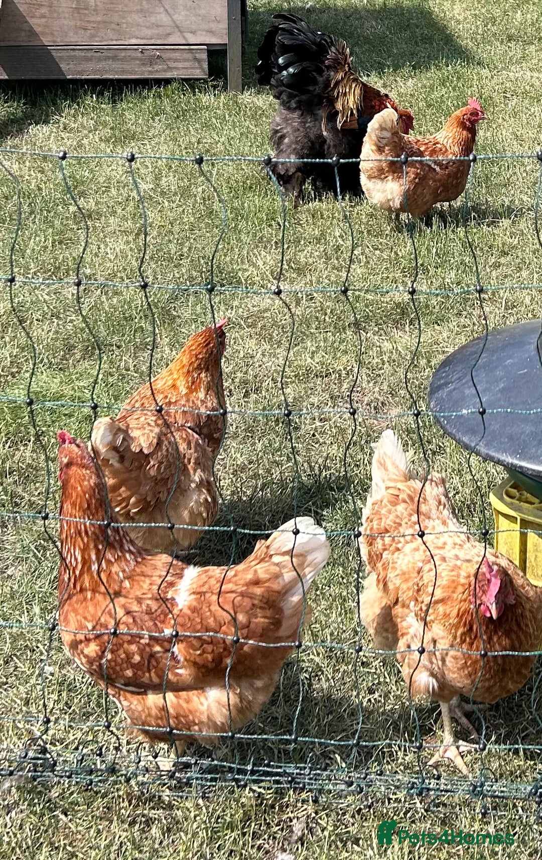 Chickens poultry for sale: Hens for sale Light Brahma and Warrens - Image 2
