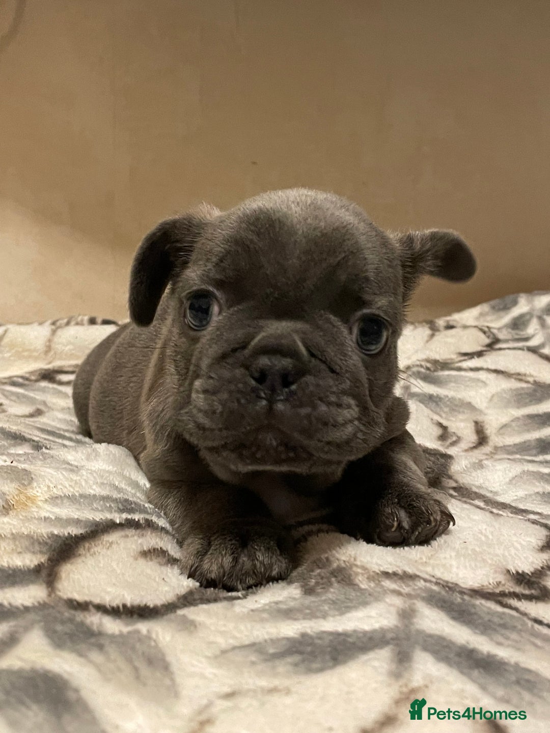 French Bulldog dogs for sale: French bulldog puppy’s  - Image 10