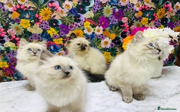 Ragdoll cats for sale: Beautiful Ragdoll Kittens  - Image 9
