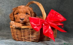 Cavapoo dogs for sale: F1B Cavapoo health tested boutique breeder - Image 6