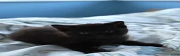 Mixed Breed cats for sale: -£40- 🐾 Adorable Little Black Kitten  - Advert 2
