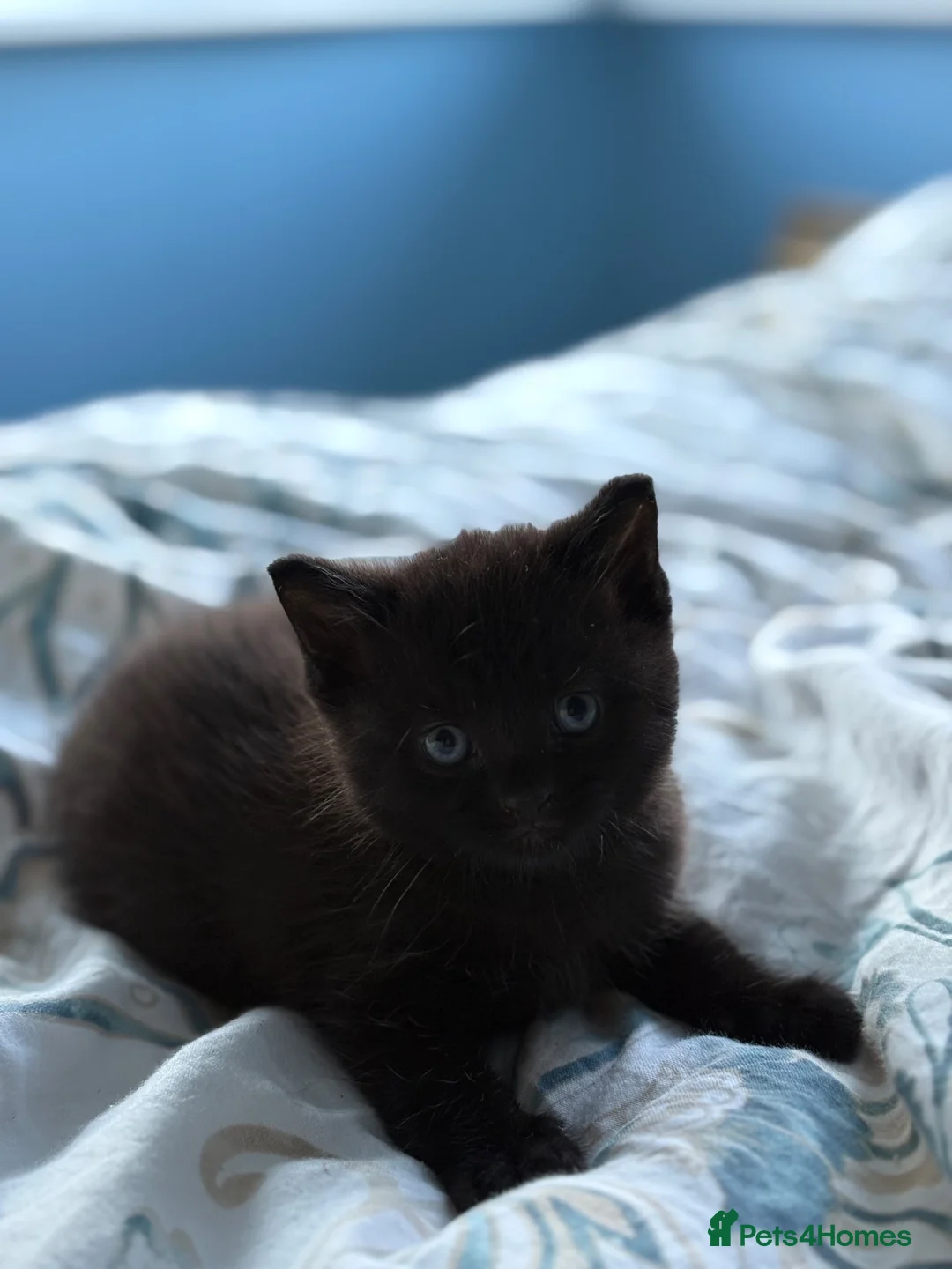 Mixed Breed cats for sale: -£40- 🐾 Adorable Little Black Kitten  - Advert 2