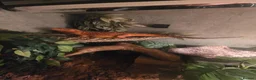 Bearded Dragon reptiles for sale: Bearded dragon in Worcester Park - Advert 6