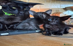 Oriental cats for sale: Oriental kittens  - Image 8