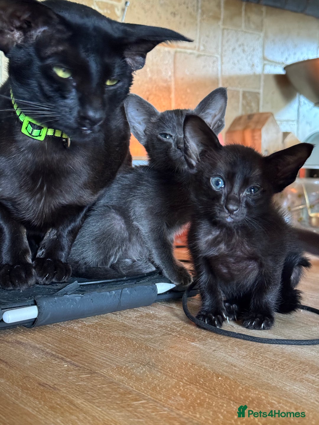 Oriental cats for sale: Oriental kittens  - Image 8